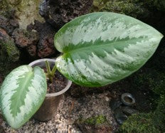 Schismatoglottis Asperata Engl.