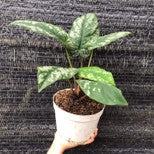 Schismatoglottis Calyptrata Sumatra