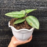 Schismatoglottis Ciliata A. Hay. Bicolor