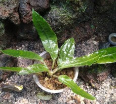 Schismatoglottis Gaesa