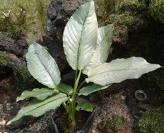 Schismatoglottis Hendrikii