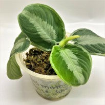 Schismatoglottis Pseudohatchii Chevra White Line
