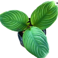 Schismatoglottis Pseudohatchii Chevron