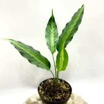 Schismatoglottis Yellow Line