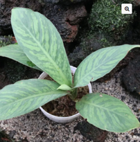 Schismatoglottis sp. Bicolor