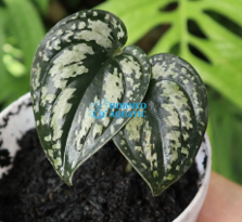 Scindapsus Bicolor