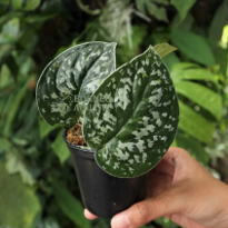 Scindapsus Bintik