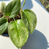 Scindapsus Moolight Platinum
