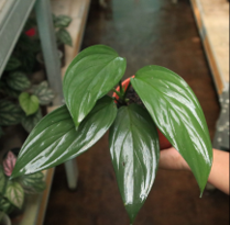 Scindapsus Prakensis Silver