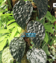 Scindapsus sp. Argyraeus Black