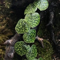 Scindapsus sp. Haask