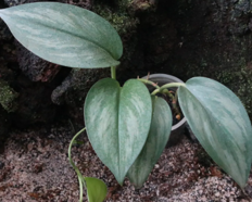 Scindapsus sp. Jade Satin