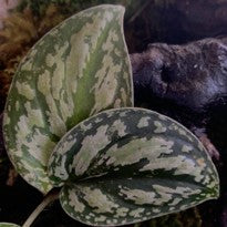 Scindapsus sp. Pictus