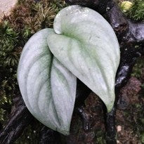 Scindapsus sp. Silver Hero