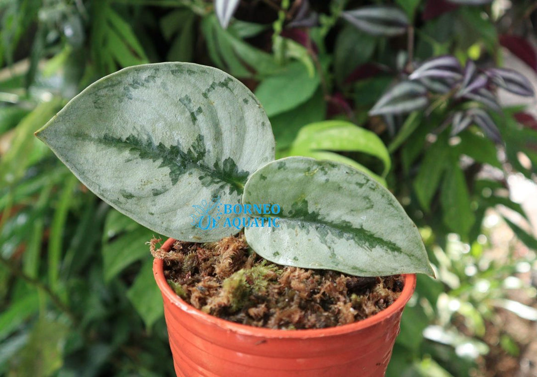 Scindapsus sp. Sprinkle Platinum