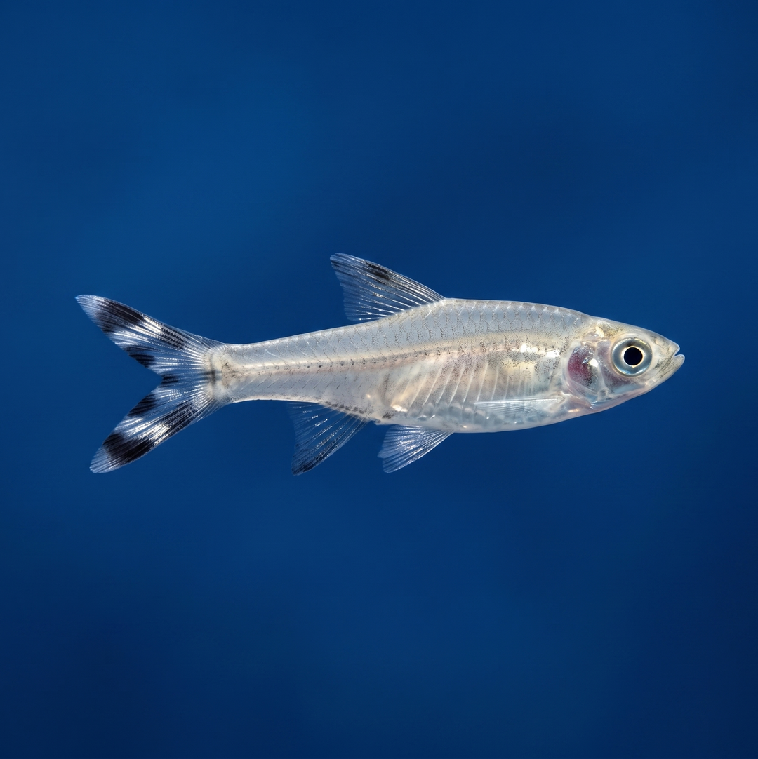 Scissortail Rasbora
