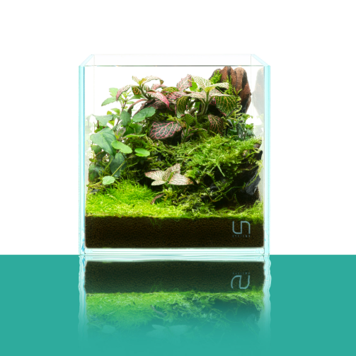 UNS Rimless CUBE Aquariums