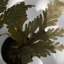 Selaginella Brown