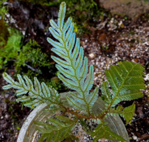 Selaginella Siamensis