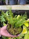 Selaginella Sp.