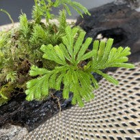 Selaginella Sp New