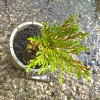 Selaginella Tamariscina