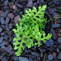 Selaginella sp. Kapuas Hulu