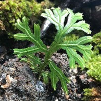 Selaginella sp. Kuayan