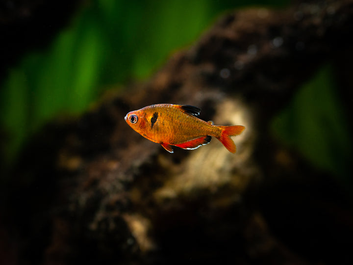 Serpae Tetra