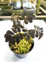 Solanum aff. uleanum