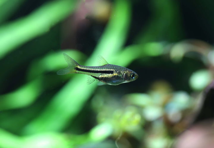Somphong's Rasbora