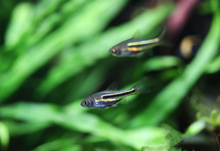 Somphong's Rasbora