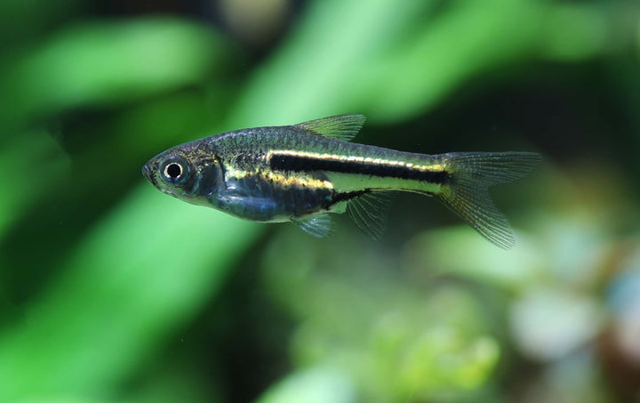 Somphong's Rasbora