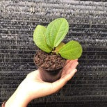 Sonerila Green Light
