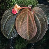 Sonerila Maculata Dark Red