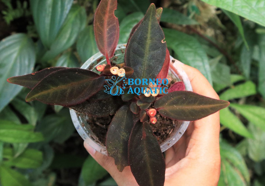 Sonerila Purple