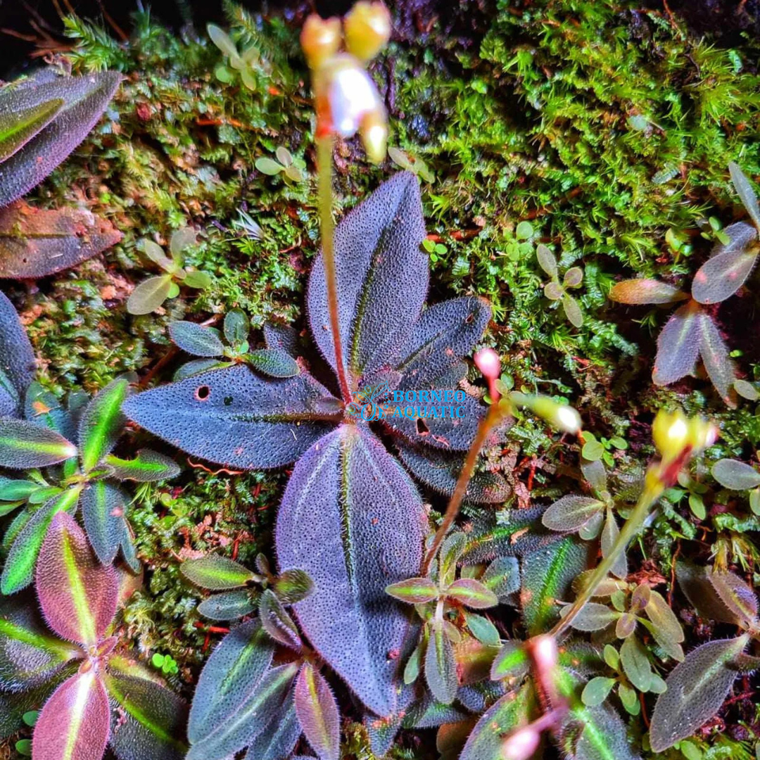 Sonerila Sp - New