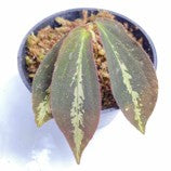 Sonerila Sp. Gunung Senyang