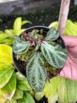 Sonerila Sp. Sumatra