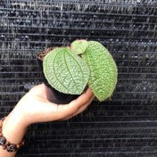 Sonerila sp. Green