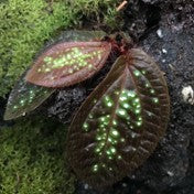 Sonerila sp. Green Spot