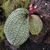 Sonerila sp. Kalbar