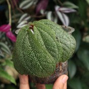 Sonerila sp. Kapuas Hulu