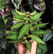 Sonerila sp. Olive