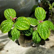 Sonerila sp. Polkadot