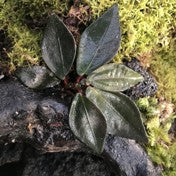 Sonerila sp. Raun