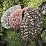 Sonerila sp. Red