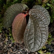Sonerila sp. Red Metallic