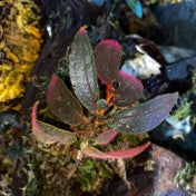 Sonerila sp. Red Tepuai