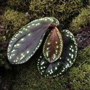 Sonerila sp. Sekadau